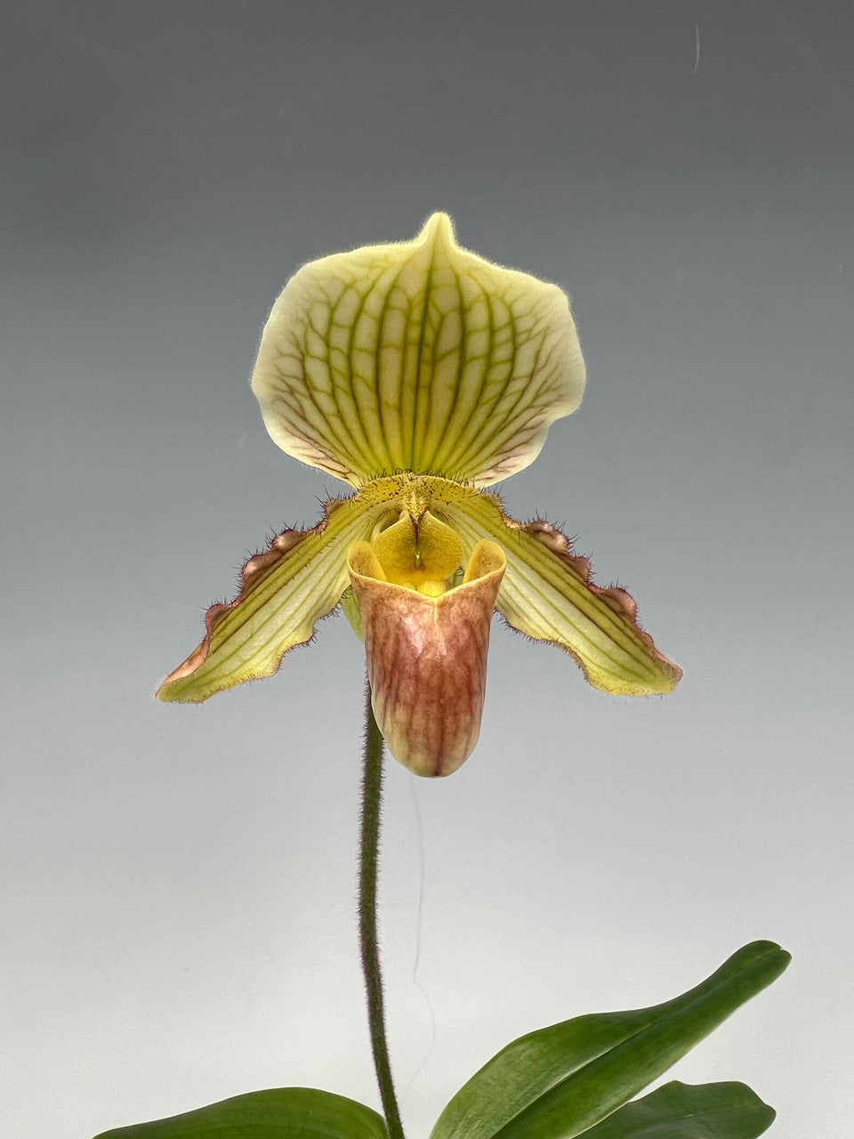 Paph. Petite Gem 3in