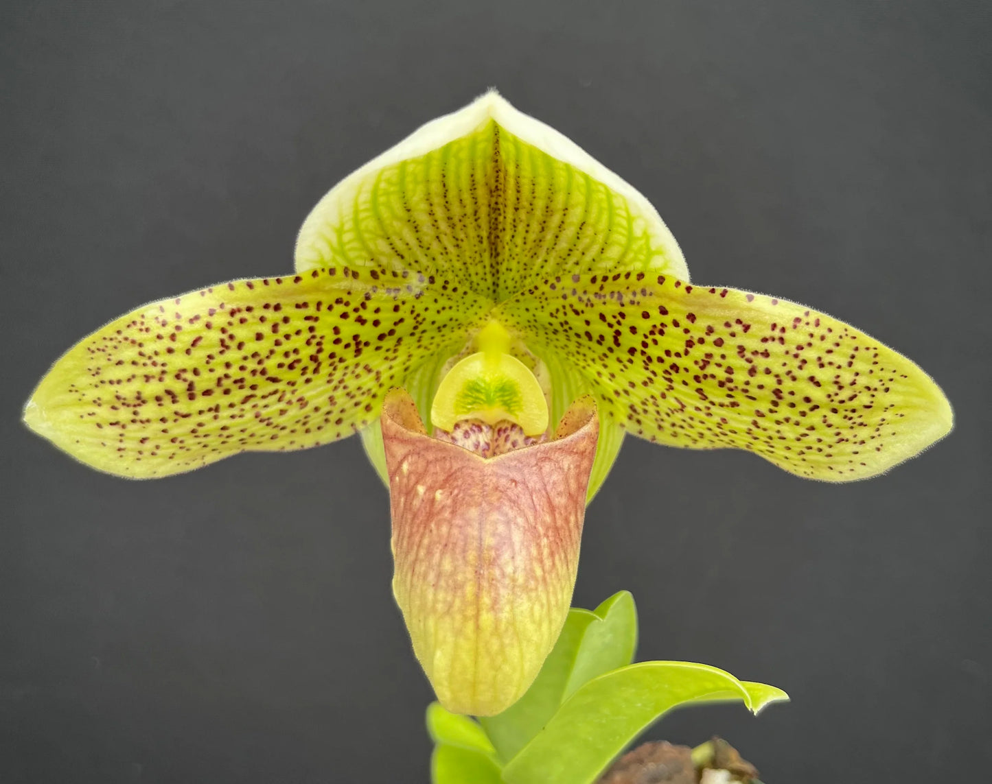 Paphiopedilum Quintals Lovely (sukhakulii x Stone Lovely) 3in