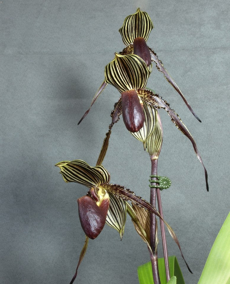 Paph. William Ambler 2in