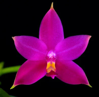 Phalaenopsis violacea 'Indigo Red' x sib 3in