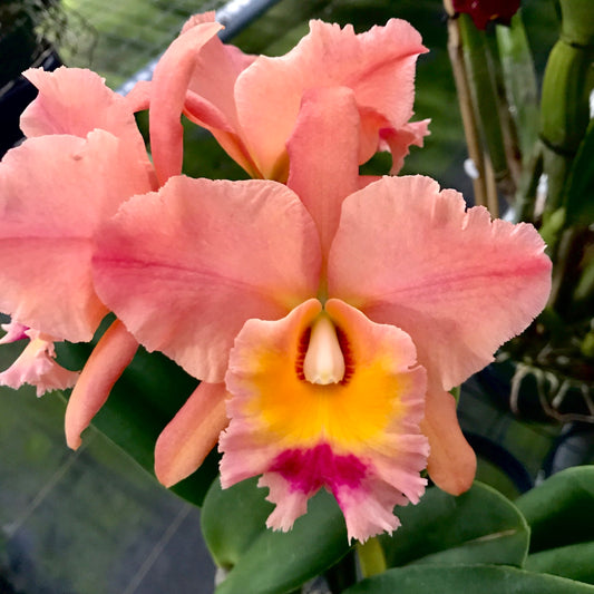 Pot. Jessie Lee 'Hawaii' 4in