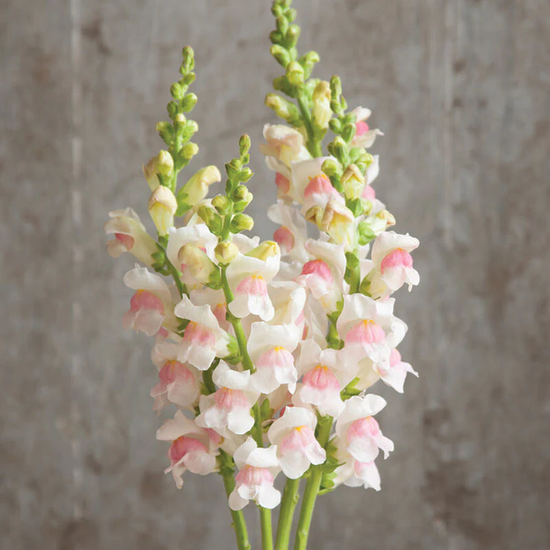 Snapdragon 'Potomac Appleblossom' seeds