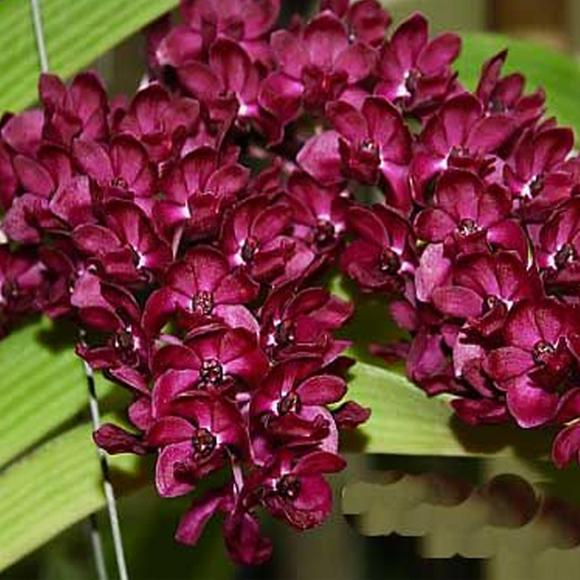 Rhynchostylis gigantea x sib (red) 4in