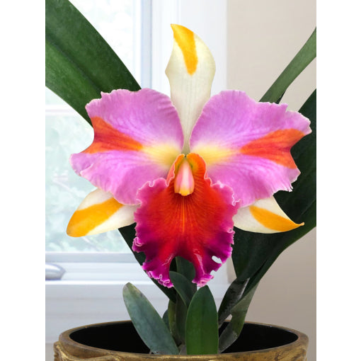 Rlc. Amazing Thailand ‘Rainbow’ 4in