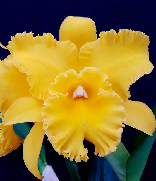 Ric. Lian Her Glory 'HER-TA' x Village Chief Cunning 4in