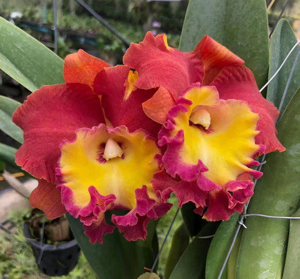 Rlc. Orange Diamond 5in