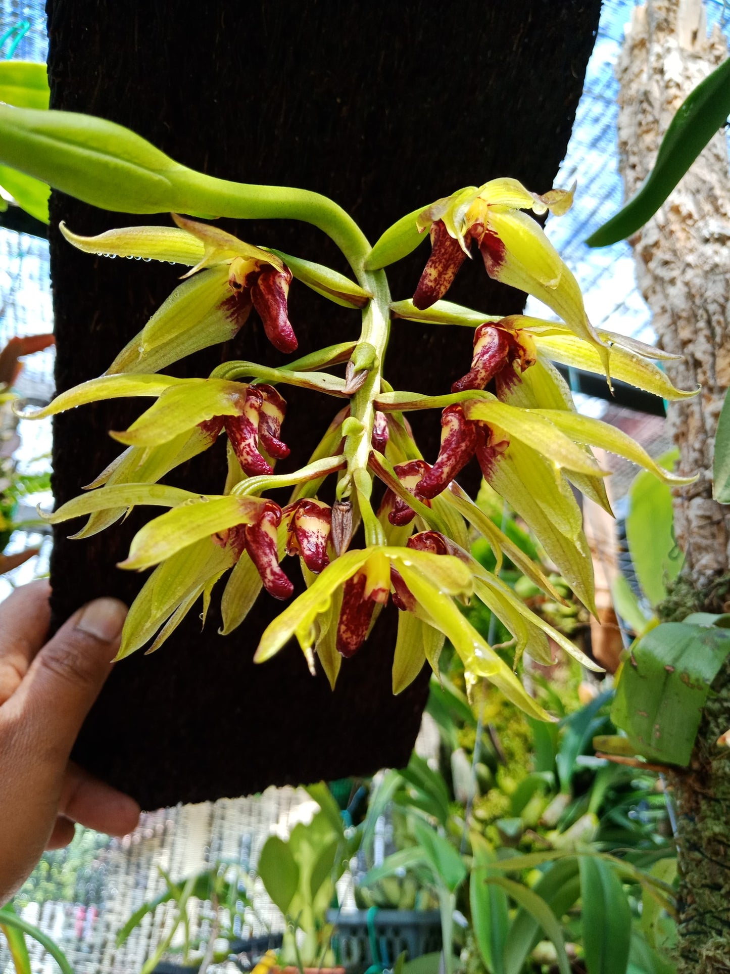 Bulb. whitfordii x foetidum 3in