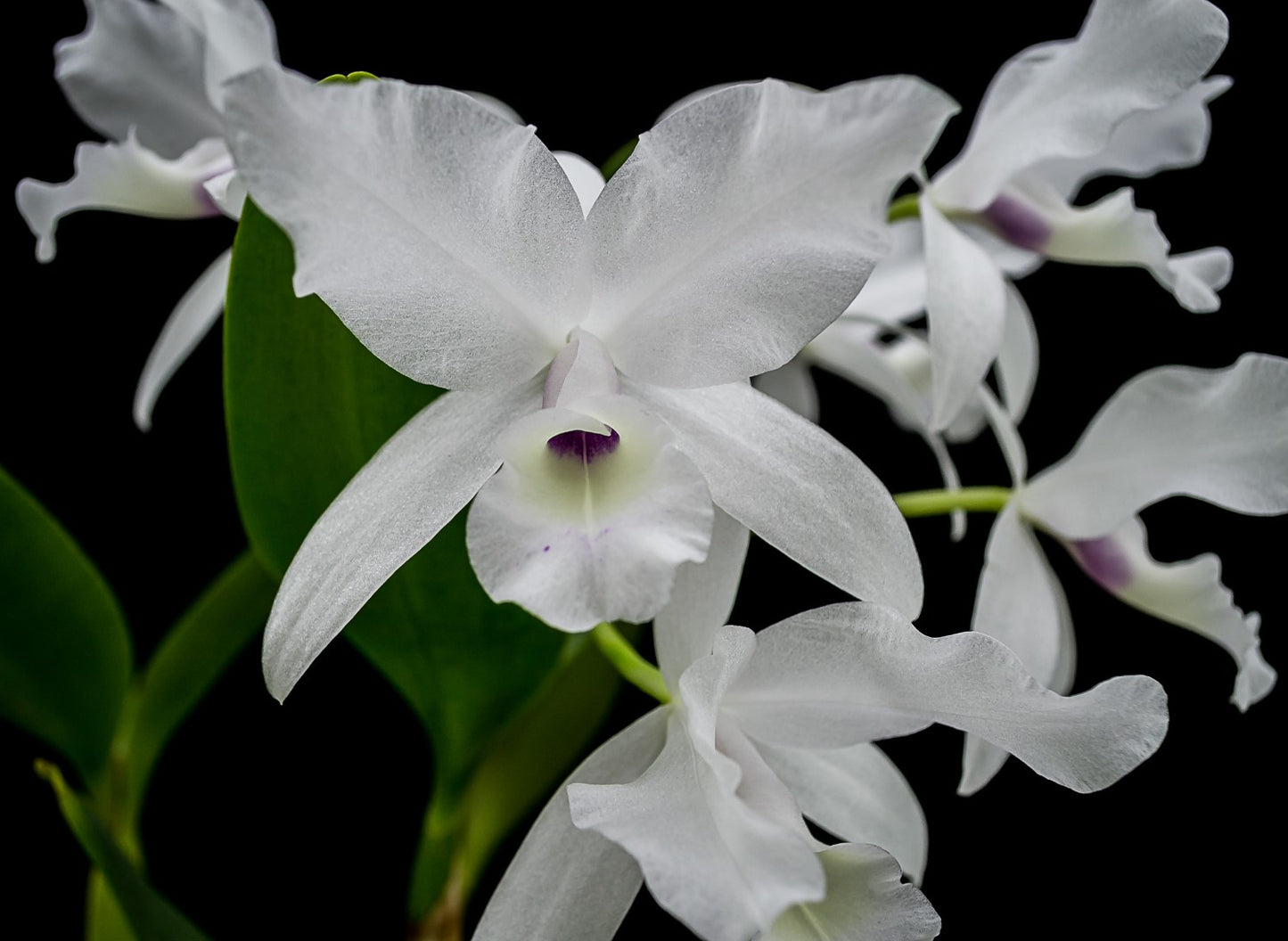 Brassavola nodosa x Guarianthe skinneri 4in