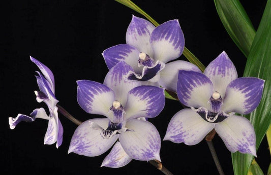 Tst. Melinda Marie 'Blue Sapphire' 4in