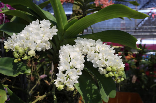 Rhynchostylis gigantea x sib (white) 4in