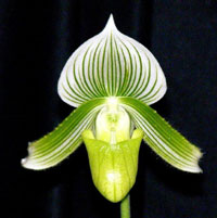 Paphiopedilum Double Citron Massive x Hilo Green 'Perfection' 4in