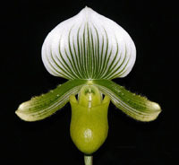 Paphiopedilum Double Citron Massive x Hilo Green 'Perfection' 4in