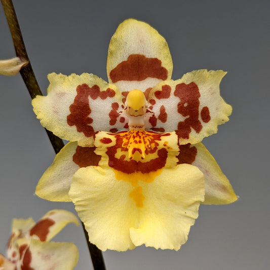 Odontocidium Parquet 'Uptown Girl' 4in