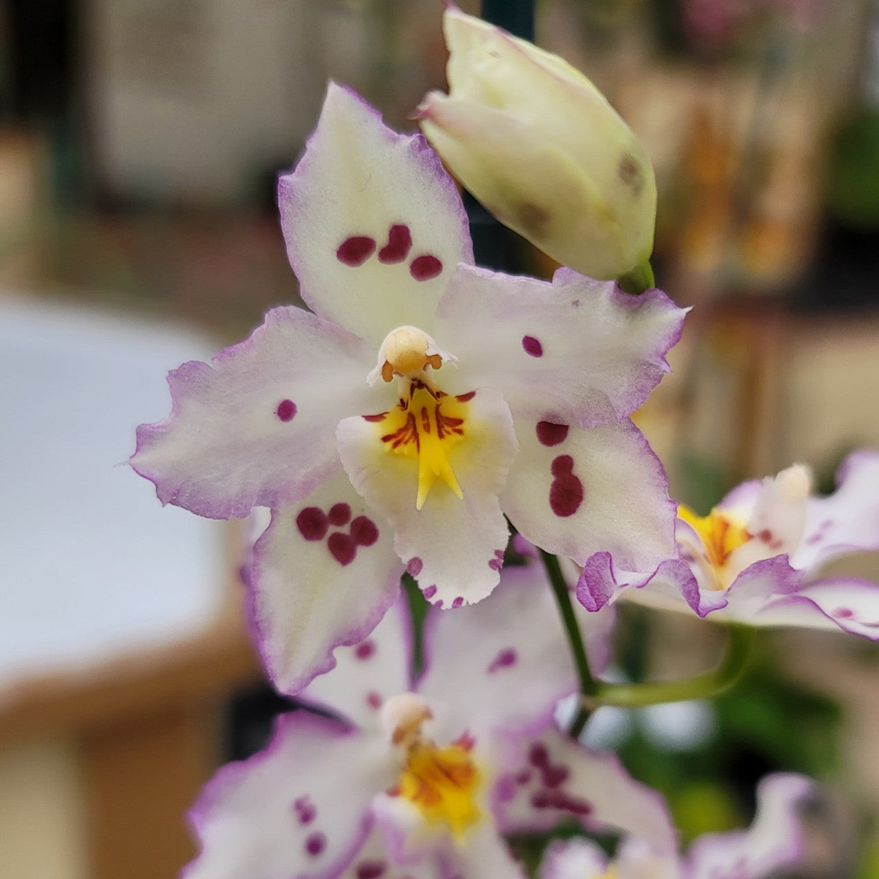 Wilsonara Opalescent 'On The Edge'