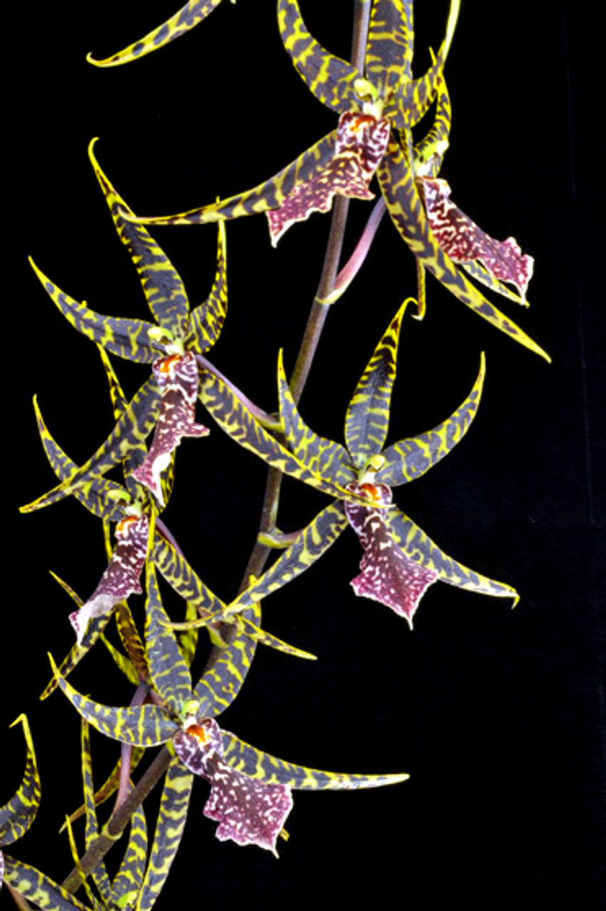 Arthurara Sea Snake 'Unforgettable'