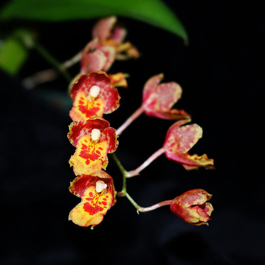 Howeara Lava Burst  'Pacific Sunrise' (compact)