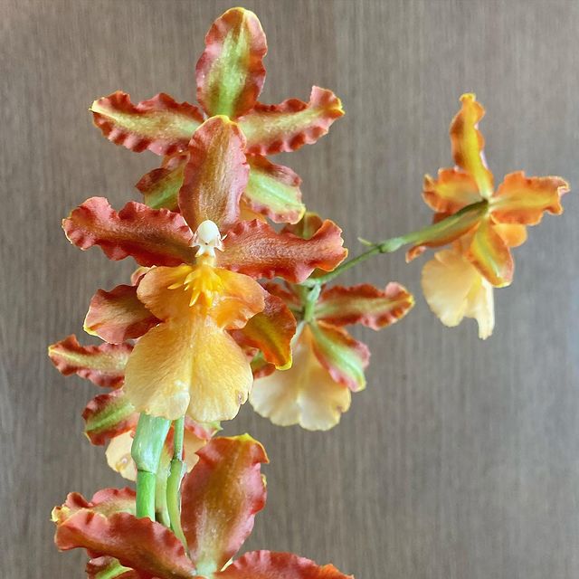 Oncostele Catatante ‘Kilauea Karma’