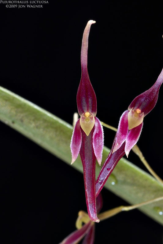 Pleurothallis luctuosa 2in (mature)