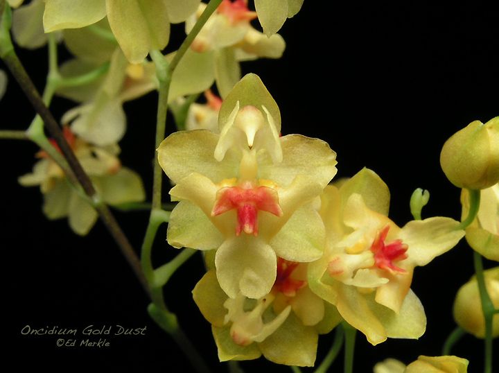 Oncidium Gold Dust (mini)