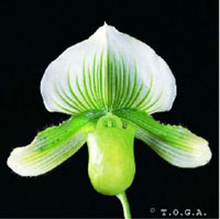 Paphiopedilum Double Citron Massive x Hilo Green 'Perfection' 4in