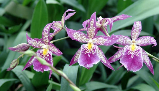 Aliceara (Beallara) Patricia McCully 'Pacific Matriarch'