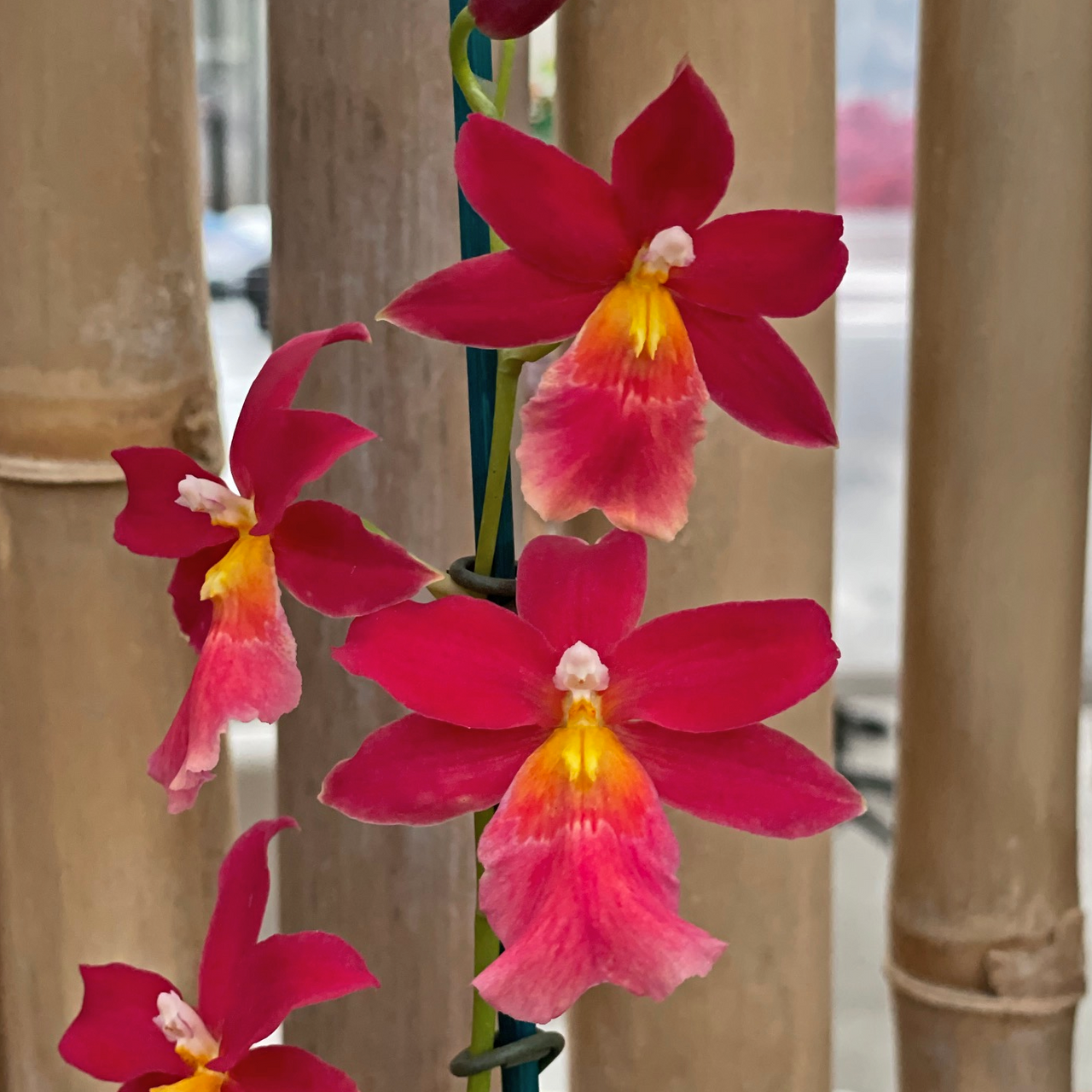 Burrageara Francine 'Roseglow' 4in