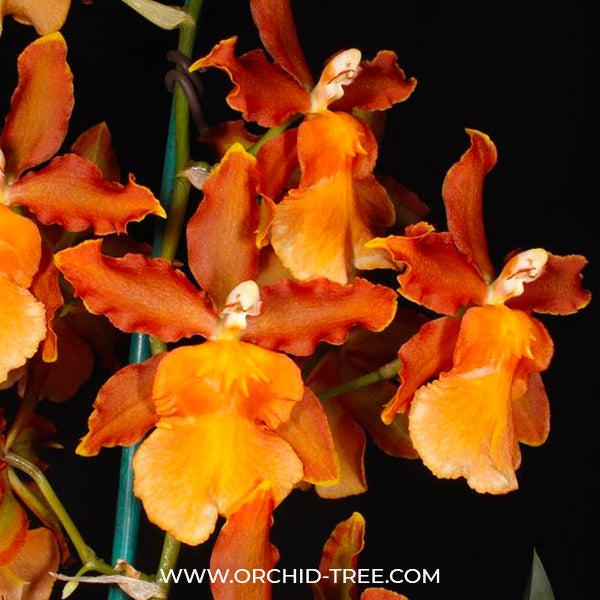 Oncostele Catatante 'Los Robles' 4in