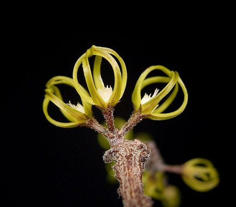 Bundle of Sticks Plant (hanging basket)