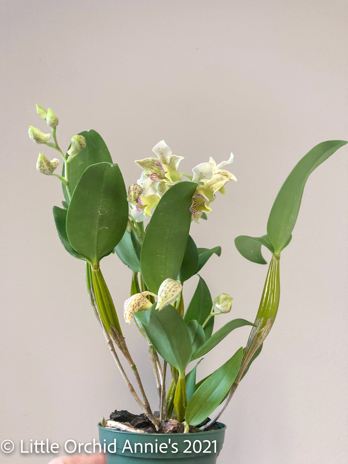Dendrobium Chocolate Chip