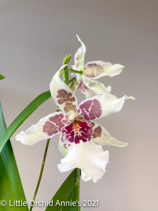 Aliceara (Beallara) Tahoma Glacier 'Ithan'