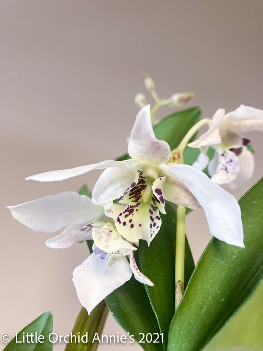 Dendrobium Roy Tokunaga 4in