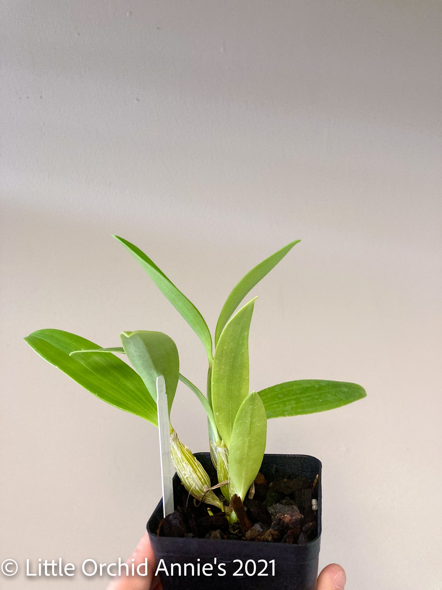 Dendrobium spectabile