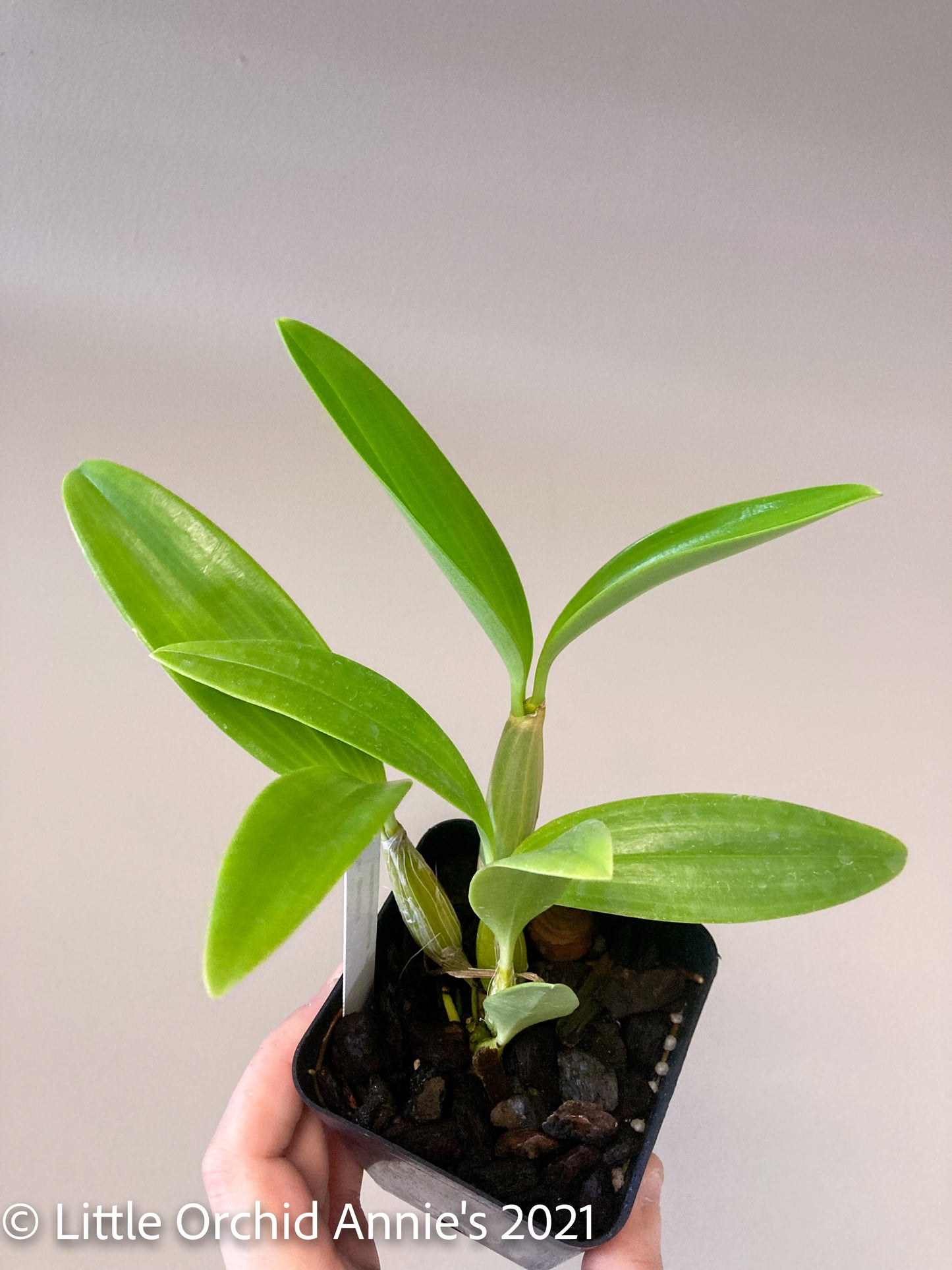 Dendrobium spectabile