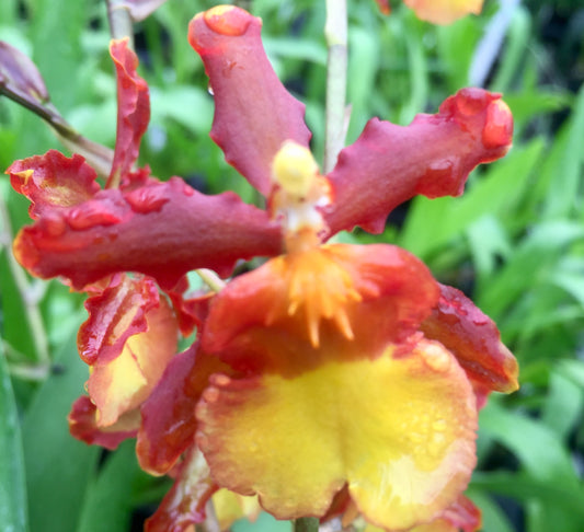 Odontocidium Catatante 'Sun King' 4in