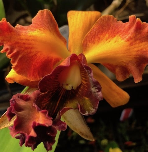 Lc. Mary Ellen Carter x Blc. Chia Lin 'Golden Super'