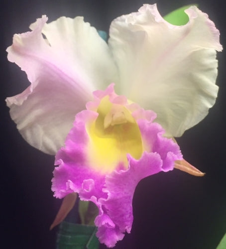 Pot. Susan Fender 'Cinnamon Stick' AM/AOS x Rlc. Hilo Grand