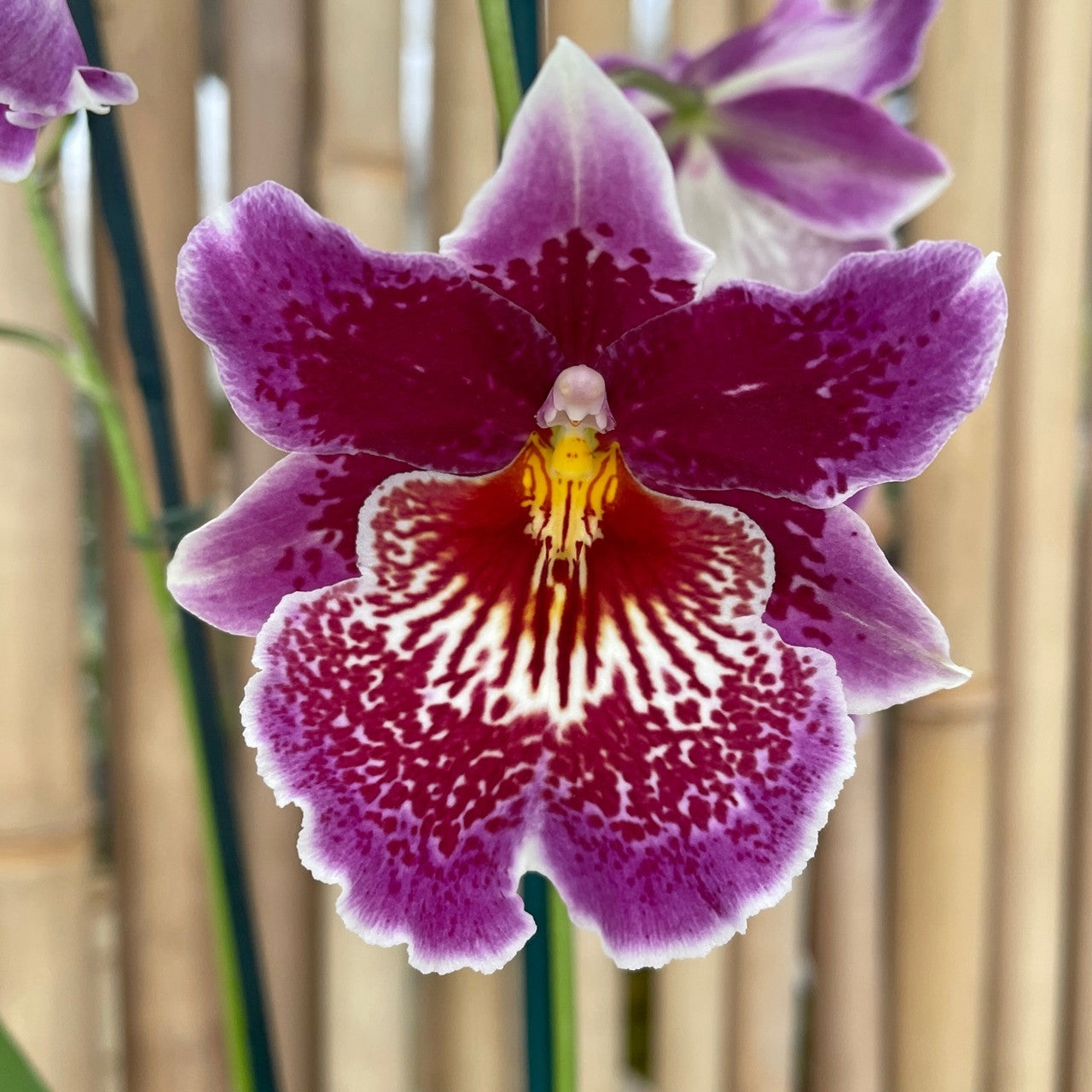 Odontonia Memoria Martin Orenstein 'Lulu' HCC/AOS