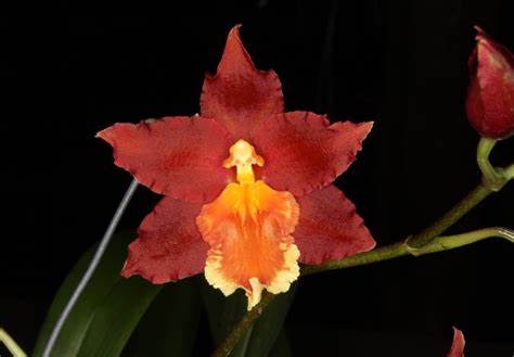 Oncidium Pacific Panache 'Fireside Fever'