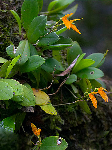 Pleurothallis corniculata 2in (mature)