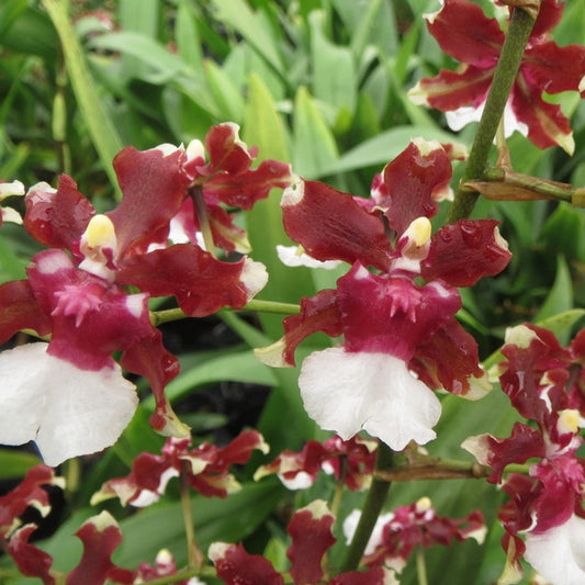Oncidium Aka Baby 'Raspberry Chocolate' (HCC/AOS) 4in
