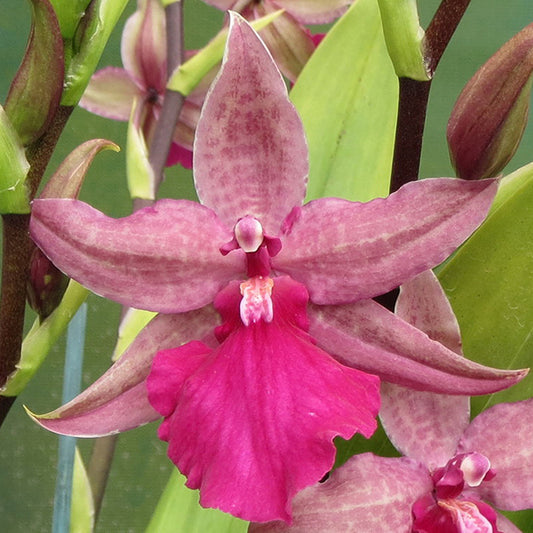 Odontonia Pacific Paranoia 'Other Side Of Cool' 4in