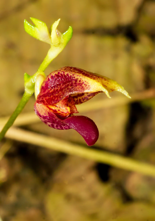 Scaphosepalum microdactylum 2in (mature)