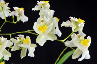 Oncidium Twinkle 'Fantasy' (mini) 3in