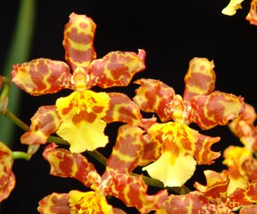 Wilsonara Pacific Passage 'Handsome'