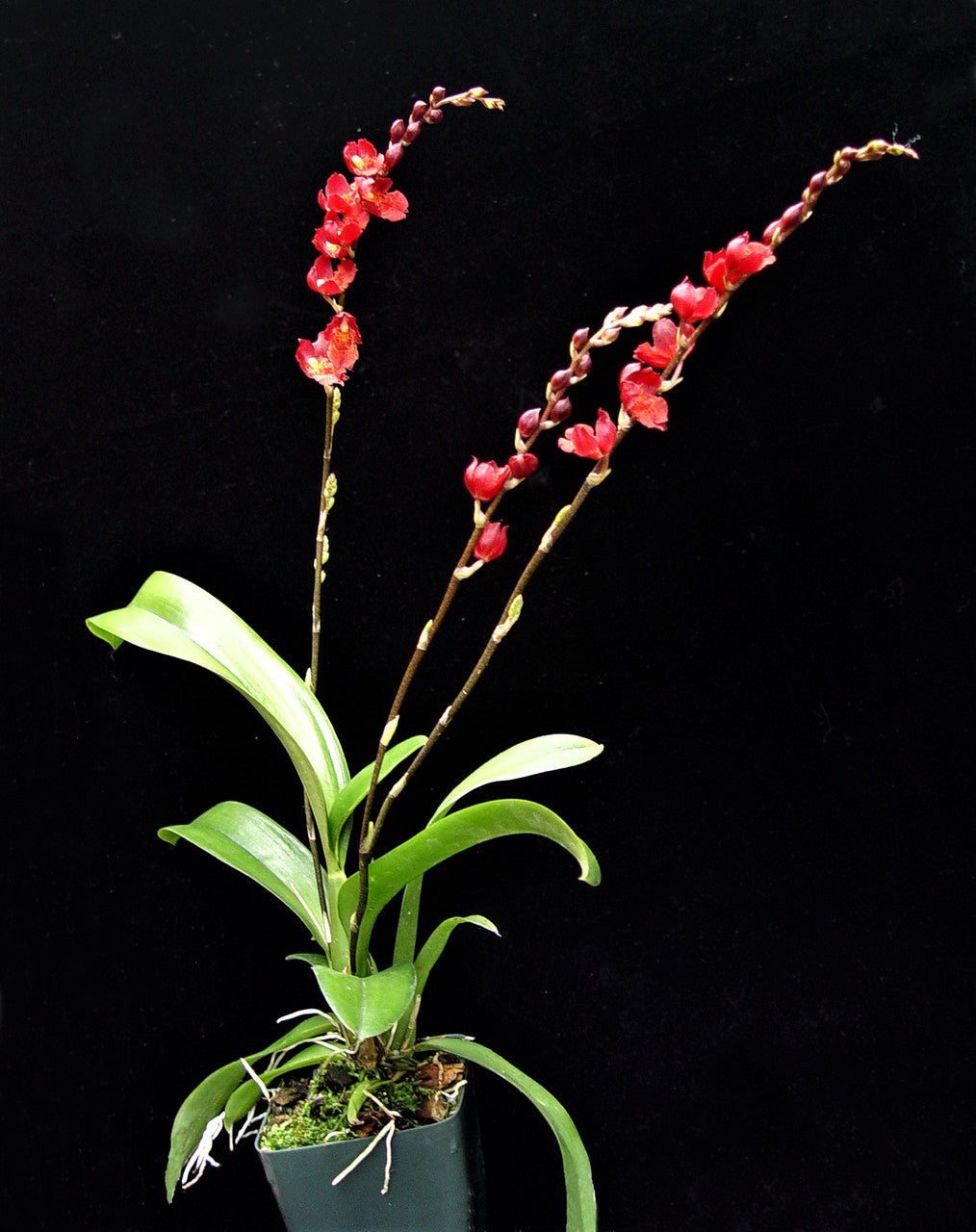 Howeara Lava Burst 'Puanani' AM/AOS (compact)