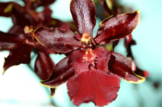 Odontocidium Wildcat 'Bobcat' AM/AOS