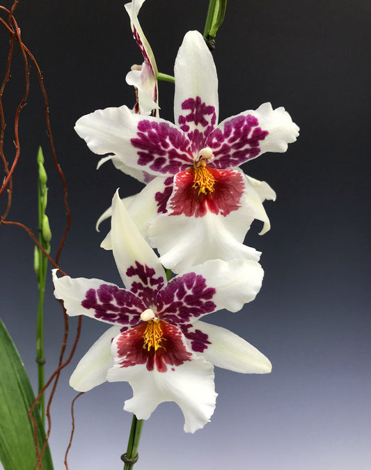 Aliceara (Beallara) Big Shot 'Hilo Sparkle' 4in