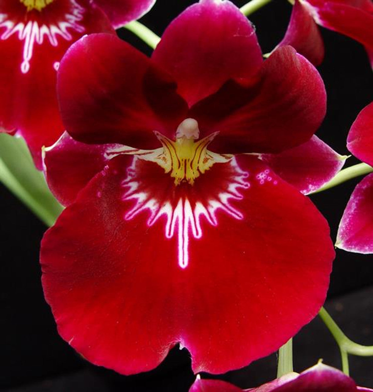 Miltonia Bert Field 'Leash' AM-AOS