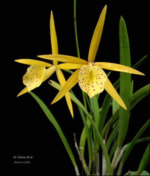 Brassolaelia Yellow Bird 4in