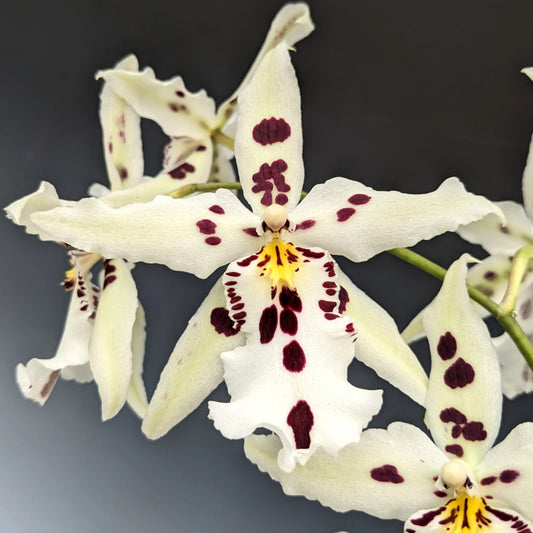 Aliceara (Beallara) Snowblind 'Sweet Spots' 4in